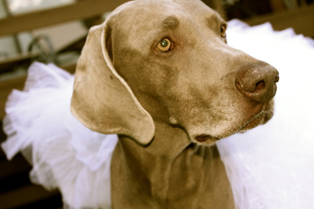 Two Dogs and a Wedding Dress: 3ten.ca
